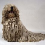 Komondor