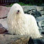 Komondor