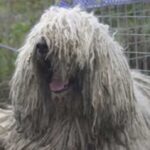 Komondor