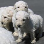 Komondor
