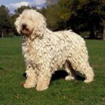 Komondor