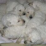 Komondor