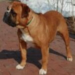 Kontinental Bulldog