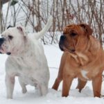Kontinental Bulldog