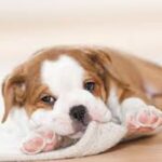 Kontinental Bulldog