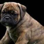 Kontinental Bulldog