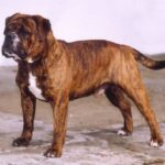 Kontinental Bulldog