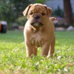 Kontinental Bulldog