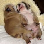 Kontinental Bulldog