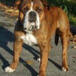 Kontinental Bulldog