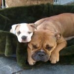 Kontinental Bulldog
