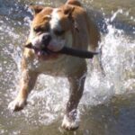 Kontinental Bulldog