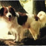 Kooikerhund