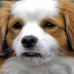 Kooikerhund