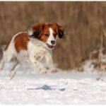 Kooikerhund