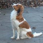 Kooikerhund