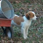 Kooikerhund