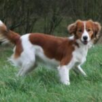 Kooikerhund