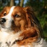 Kooikerhund