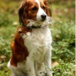 Kooikerhund