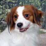 Kooikerhund