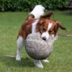 Kooikerhund