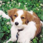 Kooikerhund