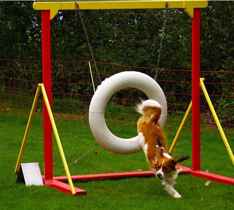 Kooikerhund