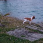 Kooikerhund