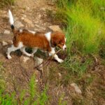 Kooikerhund