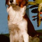 Kooikerhund