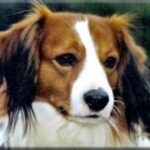 Kooikerhund