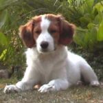 Kooikerhund