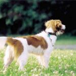 Kooikerhund