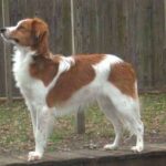 Kooikerhund
