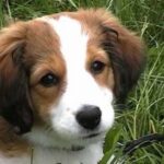 Kooikerhund