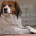 Kooikerhund