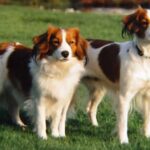 Kooikerhund