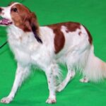 Kooikerhund