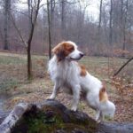 Kooikerhund