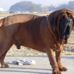 Korean Dosa Mastiff