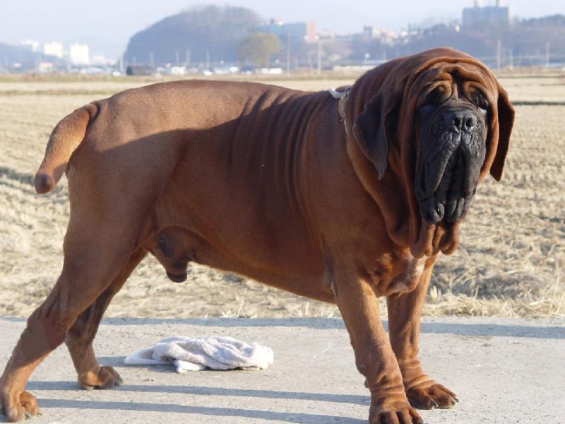 Korean Dosa Mastiff