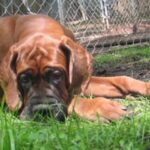 Korean Dosa Mastiff