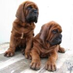 Korean Dosa Mastiff