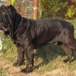 Korean Dosa Mastiff