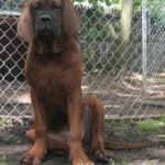 Korean Dosa Mastiff