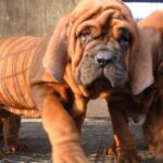 Korean Dosa Mastiff