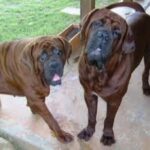 Korean Dosa Mastiff