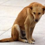 Koreansk Jindo