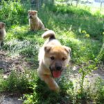 Koreansk Jindo
